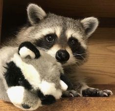 a raccoon playing with a stuffed animal on the floor in front of a wooden shelf