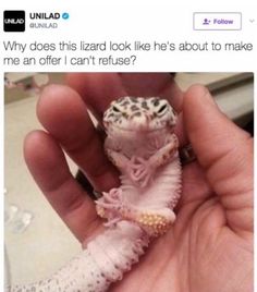 a person holding a baby gecko in their hand with the caption, why does this lizard look like he's about to make me an offer i can't refuse?