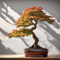 a bonsai tree in a pot on a table