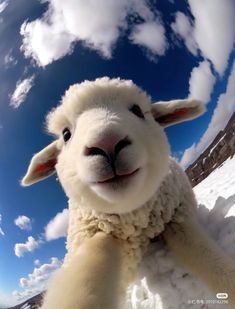 a white sheep standing in the snow with its eyes wide open and his arms stretched out