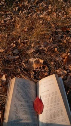 an open book with a red leaf laying on it's side in the grass