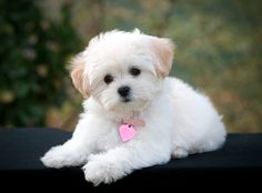 a small white dog laying on top of a black surface with a pink heart tag