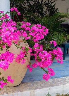 pink flowers are growing in a large pot