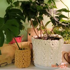 a potted plant sitting on top of a white shelf next to other pots filled with plants