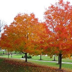 trees with orange and yellow leaves in a park