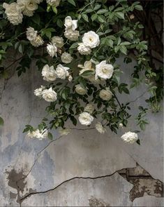 white roses are growing on the side of an old, cracked wall with peeling paint