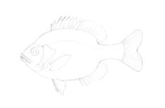 a pencil drawing of a fish