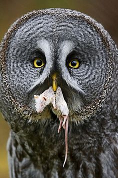 an owl with yellow eyes is holding something in its mouth