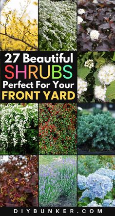 several different types of shrubs with the title 27 beautiful shrubs perfect for your front yard