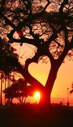 the sun is setting behind a tree with its branches in the shape of a heart