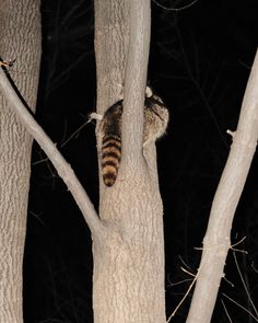 a raccoon climbing up the side of a tree in the dark night time