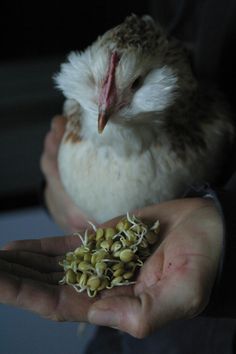 a small bird sitting on top of someone's palm holding seed pods in it's hand