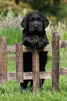 a black dog sitting on top of a wooden fence next to green grass and flowers