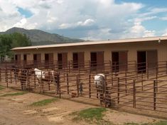 several horses are standing in their stalls at the ranch