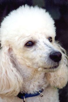 a white poodle is looking at the camera