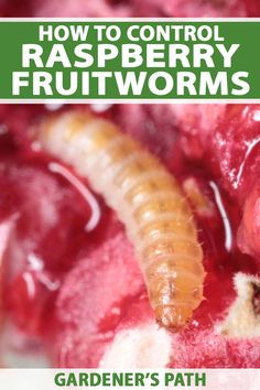 the cover of how to control raspberry fruitworms by gardener's path