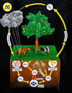 an image of the life cycle of a tree