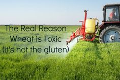 wheat is toxic and it isn't the gluten Gluten Sensitivity, Gluten Intolerance, Toxic Chemicals, People Eating, Sugar Cane, Alternative Health, Italy Vacation, Health Articles, Health Info