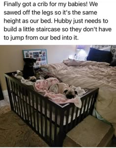 a small dog laying in a bed with blankets on it's sides and the caption reads, finally got a crib for my babies we saw off the legs so it's the same height as our bed