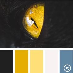 a cat's eye with yellow and blue colors in the irise, which is part of a color scheme