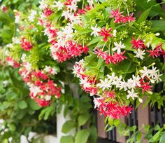 red and white flowers hanging from the side of a fence in front of green leaves