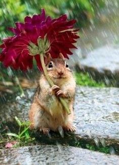 a squirrel with a flower in its mouth and the words, i'll bring the umbrella