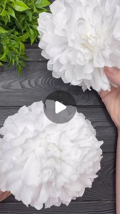 two white flowers being held by someone's hands