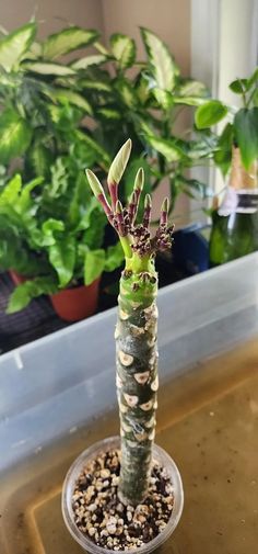 there is a plant in the middle of a potted planter with other plants behind it