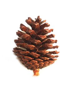 a pine cone is shown against a white background