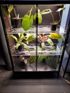 a glass case filled with lots of plants