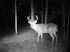 a deer is standing in the woods at night