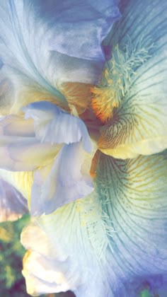 a blue and white flower with yellow stamens