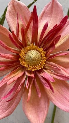 a pink flower with red and yellow stamens on it's center piece