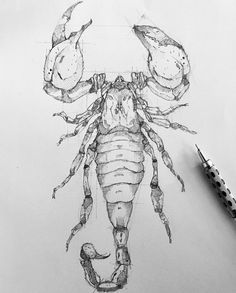 a drawing of a scorpion on paper