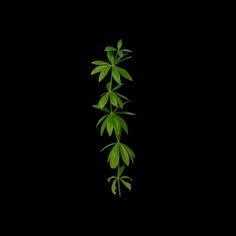 a green plant is growing on a black background with space for text or image to be put in the bottom right corner