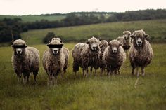 a herd of sheep standing on top of a lush green field with trees in the background