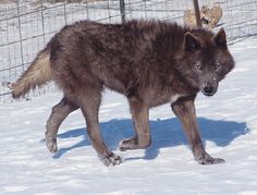 a wolf walking in the snow near a fence