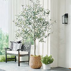 an olive tree in a black pot on the floor next to a white couch and window