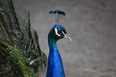 a peacock with its feathers spread out