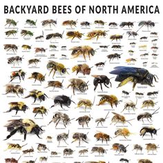 a poster with many different types of bees