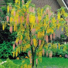 yellow and pink flowers are blooming on the tree in front of a brick house