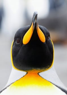 a close up view of a penguin's head with yellow and black feathers on it