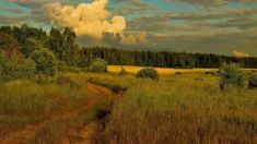 a dirt road in the middle of a field with tall grass and trees on both sides