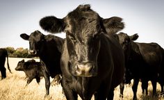 a herd of cattle standing on top of a dry grass field