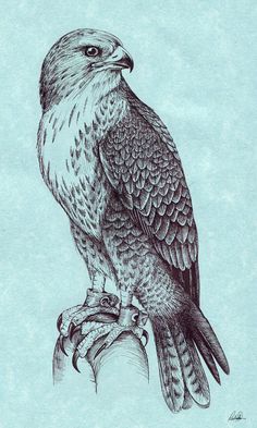 a drawing of an eagle sitting on top of a tree branch