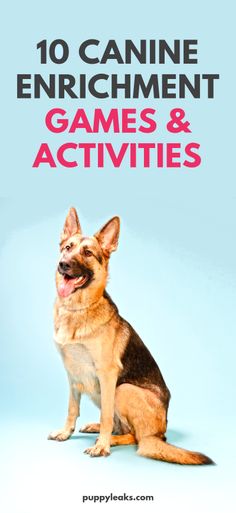 a german shepherd dog sitting in front of a blue background with the words, confidence building games for dogs