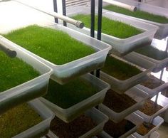 several trays filled with green grass and dirt