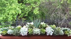 succulents and other plants are arranged in a planter on a deck