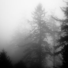 foggy pine trees in the woods on a gloomy day, black and white photograph