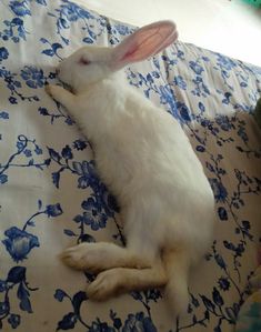 a white rabbit laying on top of a bed